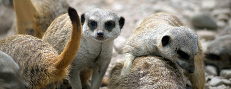 meerkats in fota wildlife park near cobh county cork irelandの写真素材