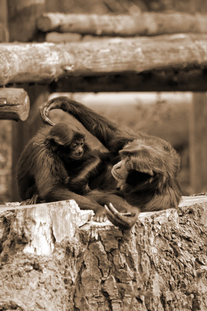 gibbons playing in fota wildlife park near cobh county cork irelandの写真素材