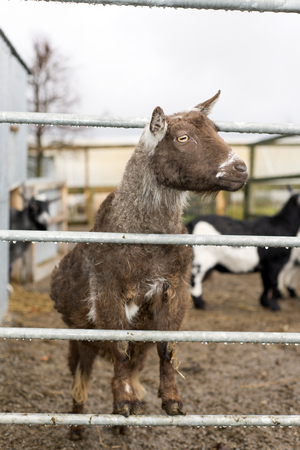 goat resting on a metal gate to view surroundingsの写真素材