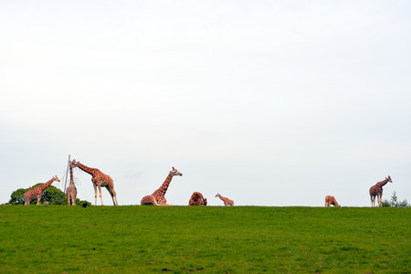 giraffes gathering in the grass on fota wildlife park in county cork ireland with copy spaceの写真素材