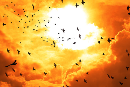 flocks of birds flying into a bright orange sunset skyの写真素材