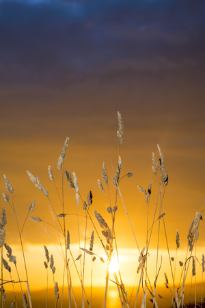 beautiful sunset over the ballybunion coast with wild tall grass on the wild atlantic wayの写真素材