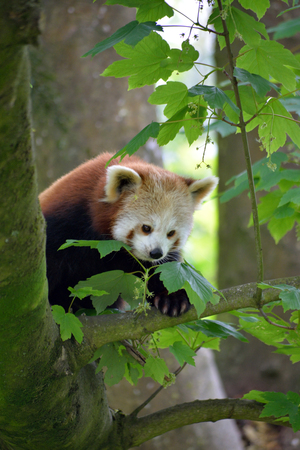 red panda on tree in fota wildlife park near cobh county cork irelandの写真素材