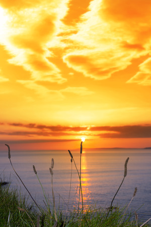 beautiful yellow sunset over loop head with the wild tall grass on the wild atlantic way in irelandの写真素材
