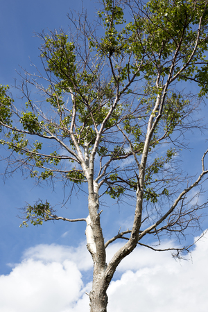 single leafed tree against a blue cloudy skyの写真素材