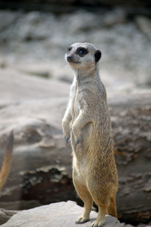 single meerkat in fota wildlife park near cobh county cork irelandの写真素材
