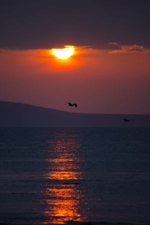 sea gulls flying near ballybunion on the wild atlantic way ireland with a beautiful red sunsetの写真素材