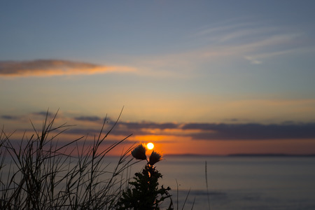 beautiful orange sunset over loop head with silhouetted wild tall thistles on the wild atlantic way in irelandの写真素材