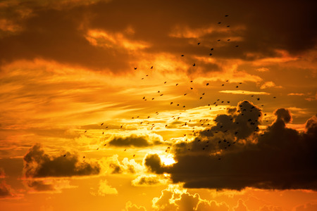 flocks of starlings flying into a bright orange sunset sky in the wild atlantic wayの写真素材