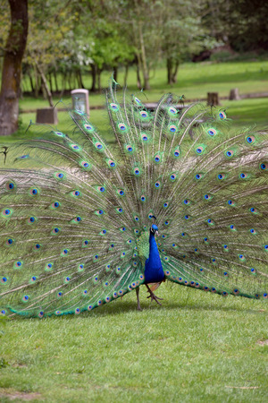 peacock in fota wildlife park near cobh county cork irelandの写真素材