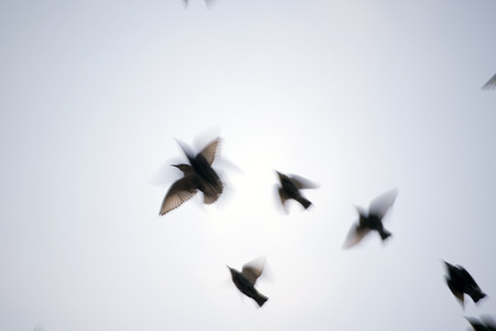 starlings in blurred motion fliying in the grey skyの写真素材
