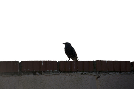 silhouette of starling on a wall against a white backgroundの写真素材