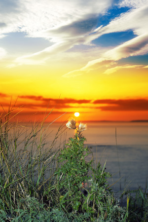 beautiful yellow sunset over loop head with the wild tall thistles on the wild atlantic way in irelandの写真素材