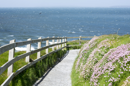cliff walk path and wild flowers in ballybunion county kerry irelandの写真素材