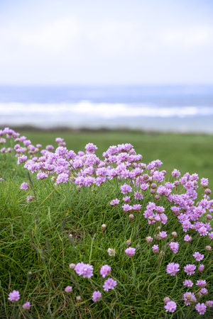 wild flowers on the cliff walk in ballybunion county kerry irelandの写真素材