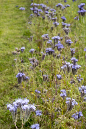 wild thistle in the irish countrysideの写真素材