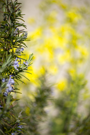 herb garden with rosemary and mustard plantsの写真素材