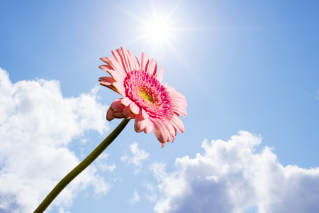 single pink gerbera flower upright against the sunny skyの写真素材