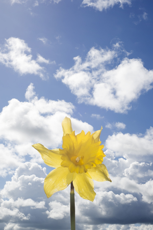 single wild daffodil against a blue cloudy skyの写真素材