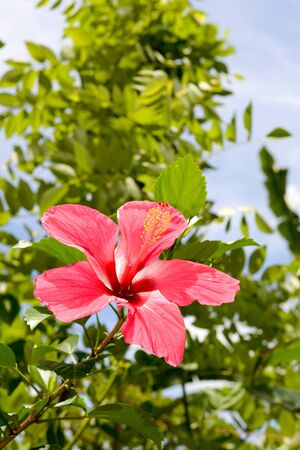 Philippine red wild flower on the mindoro islandの写真素材
