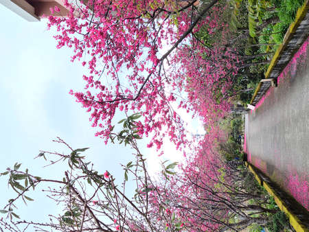 Cherry blossoms in the alleyの写真素材