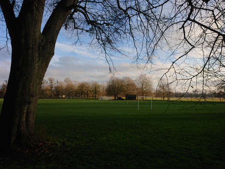 Dead trees and green grassland combined with sunset skyの写真素材
