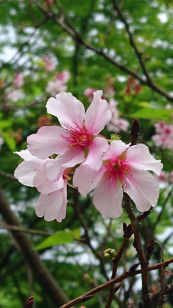 Wild Himalayan Cherry (Prunus cerasoides)の写真素材
