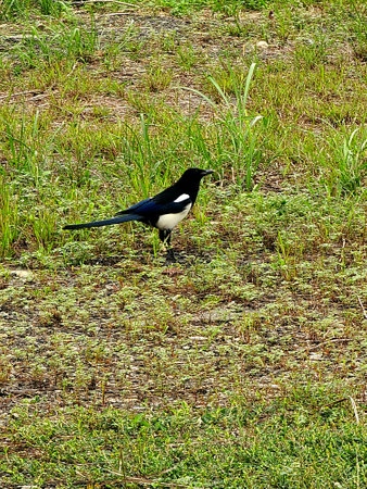 Magpie on the grass in the field. Bird in nature.の写真素材