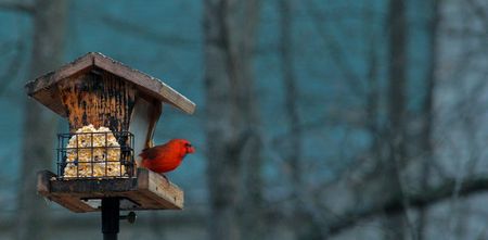 cardinalの写真素材