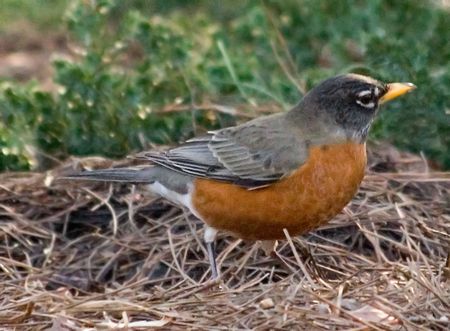 robin