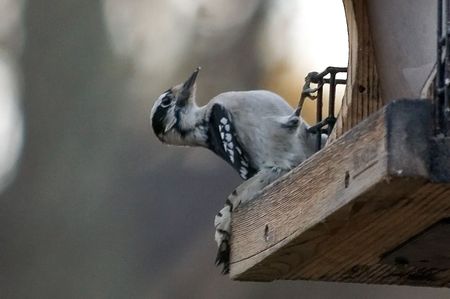 hairy woodpeckerの写真素材