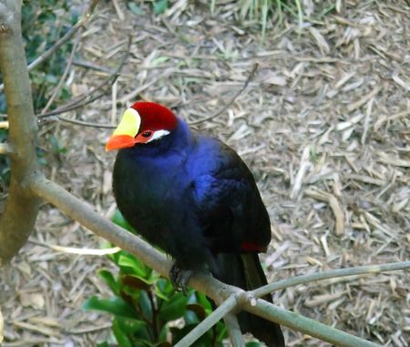 tropical birdの写真素材