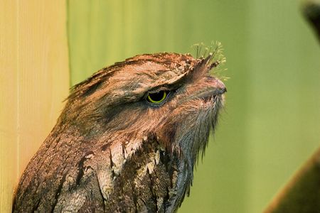 tawny frogmouth owlの写真素材