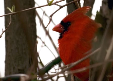 cardinal