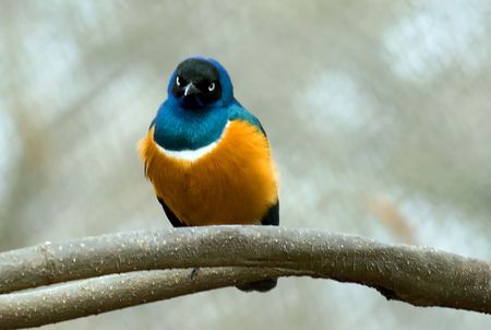 superb starlingの写真素材