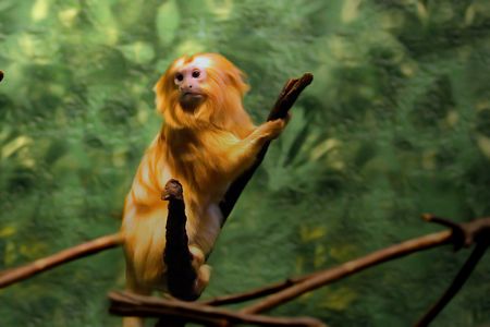 golden lion tamarin
