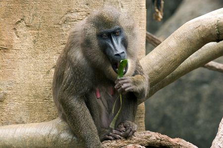 drill monkeyの写真素材