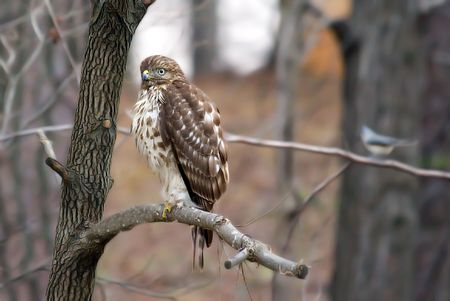 red-tailed hawkの写真素材