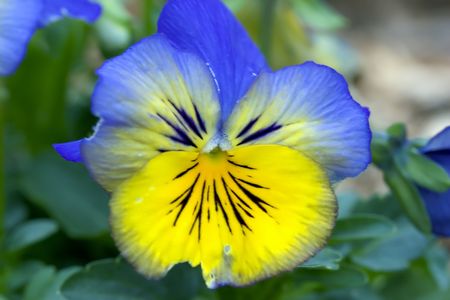 yellow blue pansy flowerの写真素材