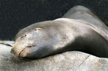 sleepy sea lionの写真素材