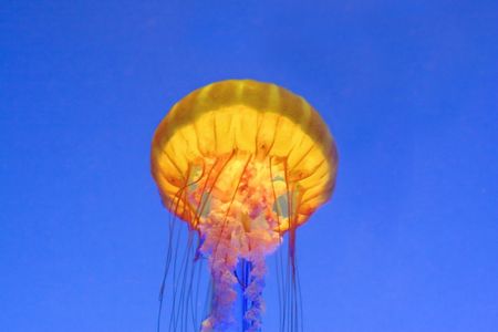 underwater tropical jellyfish