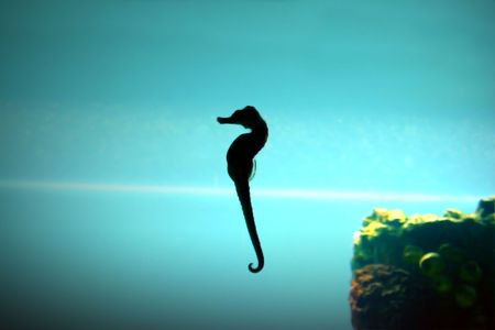seahorseの写真素材