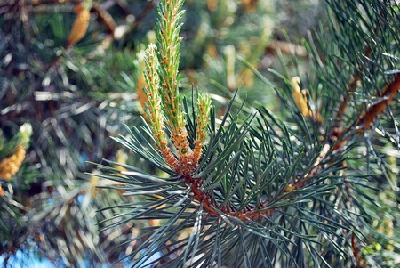treesの写真素材