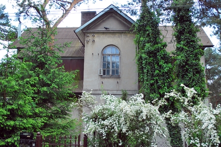 tree houseのeditorial素材