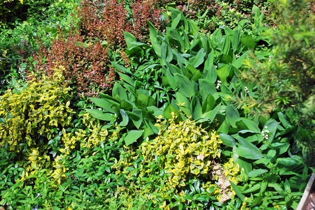 urban greeneryの写真素材