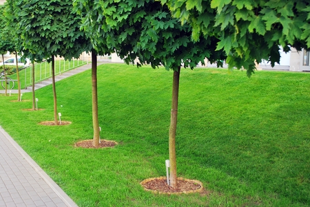 urban greeneryの写真素材