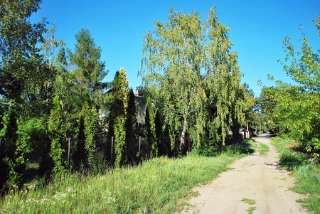street in urban greeneryの写真素材