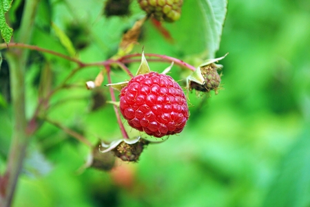Raspberry on a bush growing