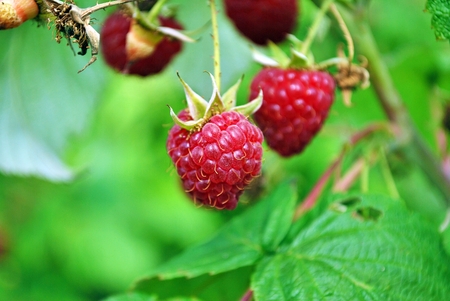 Raspberry on a bush growingの写真素材
