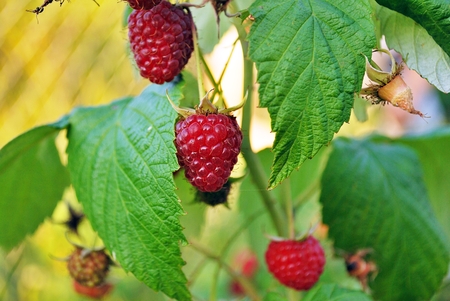Raspberry on a bush growingの写真素材